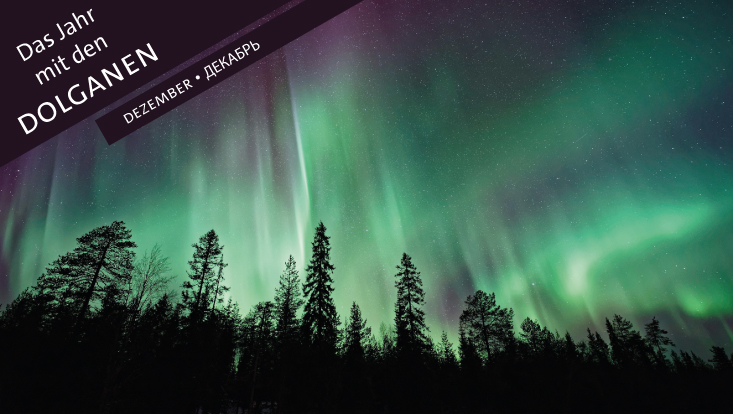 Aurora Borealis über einem Waldrand